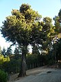 Català: Alzina. Jardins de Can Sentmenat. Sarrià-Sant Gervasi (Barcelona). ca:Quercus ilex. This is a a photo of a protected or outstanding tree in Catalonia, Spain, with id: MA-080193/0114-05-96 Object location 41° 24′ 11.16″ N, 2° 06′ 49.29″ E  View all coordinates using: OpenStreetMap