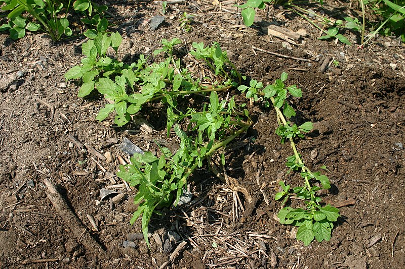 File:Amaranthus blitoides 8601.JPG