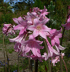 Amaryllis belladonna sfbg 2.jpg