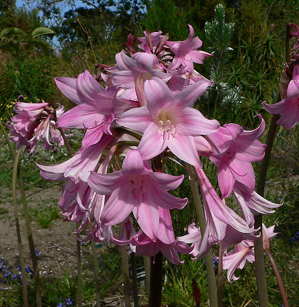 Amaryllidaceae