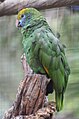 Amazona dufresniana (cat.)