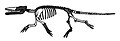 Ambulocetus.