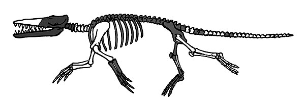 Ambulocetus, an ambulocetid (drawing showing preserved fossil remains).