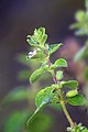 American Mint - Hyptis suaveolens