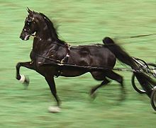 An American Saddlebred in fine harness. American Saddlebred Mare - "Along Came a Spider" (2395778688).jpg