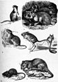Americana 1920 Mouse - Mice.jpg