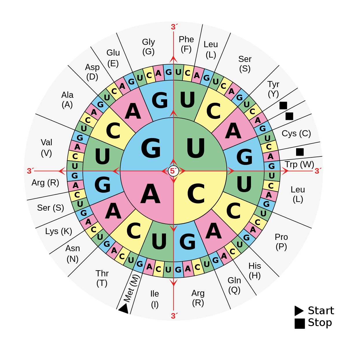DNA and RNA codon tables - Wikipedia