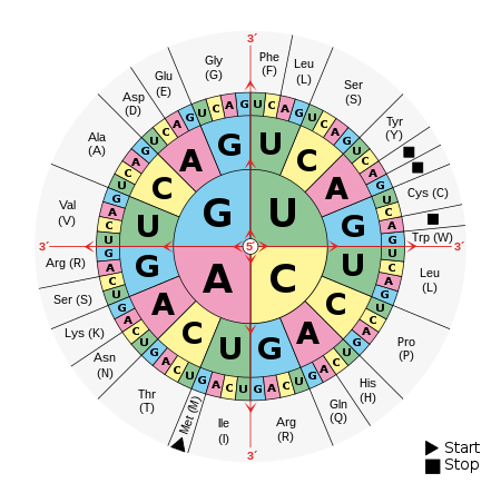 Jadual kodon DNA dan RNA