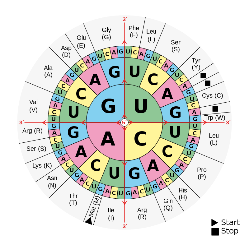 A circular diagram is separated into three rings, broken down into sections labeled with the letters: G, U, A, and C. Each represents a nucleotide found in RNA. The center ring is divided into four areas marked with a unique letter. The second ring is divided into 16 sections also labeled with a nucleotide. They are organized so that the outer edge of the central letters touches four unique nucleotides. The third outer ring, divided into 64 sections labeled with a nucleotide, repeats this. Amino acids are placed outside of the circular diagram and are in contact with specific nucleotides. Using this diagram, one can connect a sequence of three nucleotides with a specific amino acid. For example, given "GUC", one can follow contigous sections of the rings from the center to the outside: from G to U and U to C. This leads the user to the amino acid Alanine.