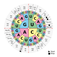 Aminoacids table.svg