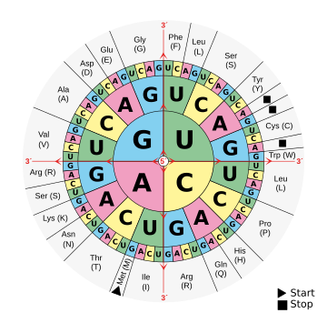 Codontabellen van DNA en RNA