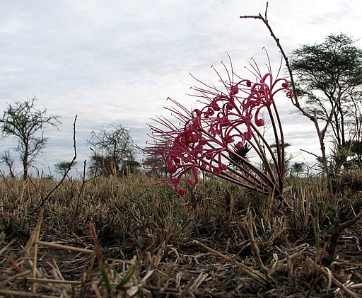 Ammocharis tinneana Serengeti