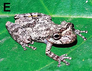 <i>Ololygon arduous</i> Species of frog