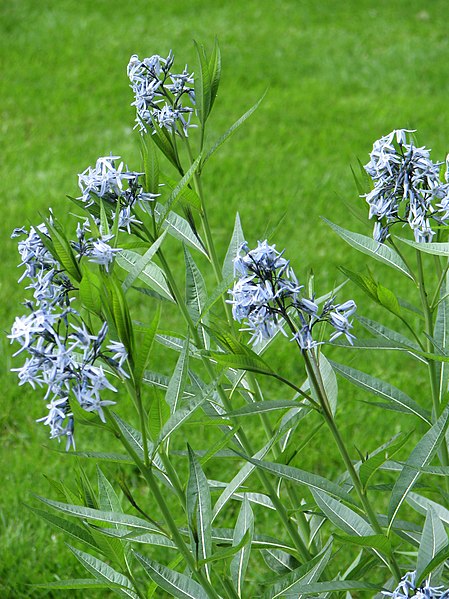 File:Amsonia orientalis 2010-05-29 01.jpg