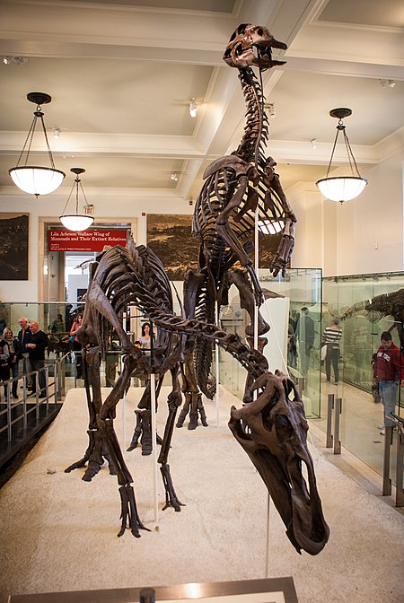 Tập_tin:Anatotitan_AMNH.jpg