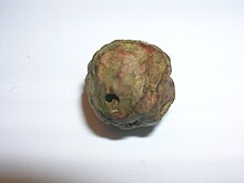 Cola-nut gall showing exit hole Andricus lignicola - the Cola-nut gall.JPG