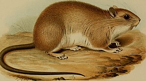 Pogonomoelomys bruijnii