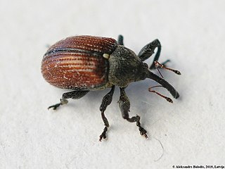 <i>Anthonomus phyllocola</i> Species of beetle