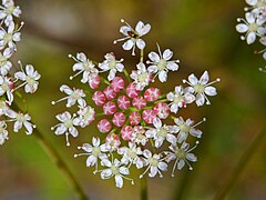 Fleurs de P. cervaria.