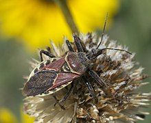 Apiomerus spissipes P1480125a.jpg