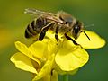 Pollinating honey bee