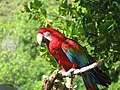 English: Ara chloropterus en commonly known as the Green-winged Macaw, taken at Dolphin Discovery in Tortola, British Virgin Islands.