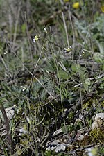 Arabidopsis thaliana (Arabette des dames)