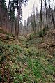 Im Arboretum Freiburg werden viele Flächen nicht forstwirtschaftlich ausgebeutet sondern naturbelassen, hier in der Nähe des höchsten Baumes Deutschlands