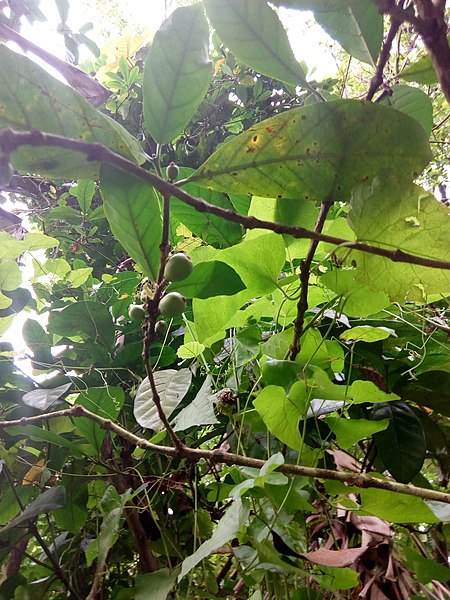 File:Arbre à fruits au jardin des plantes et de la nature de Porto-Novo.jpg