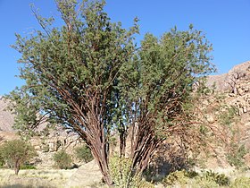 Acacia Montis-Usti: Loài thực vật