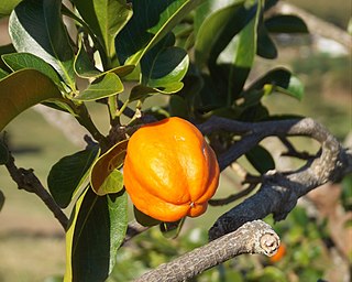 <i>Fontainea pancheri</i> Species of plant