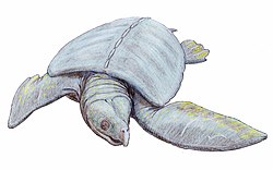 Archelon1DB.jpg