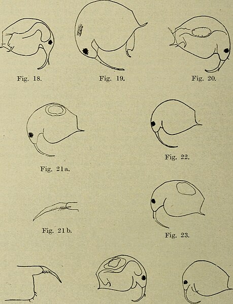 File:Archiv für Naturgeschichte (1922) (20325121182).jpg