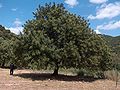 Il carrubo (Ceratonia siliqua), qui fotografato in Sardegna, può essere un albero vigoroso