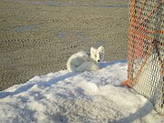 The Arctic Fox was laying in the snow about 1.5 m (4 ft 11 in) away and seemed to be enjoying the sun. It didn't move when I opened the door, a good indication that the fox was being fed by humans.