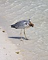 * Nomination A grey heron (Ardea cinerea) having caught a triangle butterflyfish (Chaetodon triangulum) on a beach of Bathala (Maldives). --Gzzz 19:26, 26 March 2016 (UTC) * Decline Nicely caught moment, but too soft focus on head of the heron, sorry. --Slaunger 21:40, 27 March 2016 (UTC)