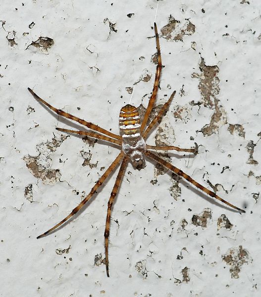 File:Argiope July 2012-1a.jpg