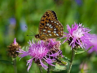 High brown fritillary (Argynnis adippe) on a brown knapweed (Centaurea jacea) flower