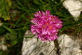 Armeria alpina - pod Rjavino (2).JPG