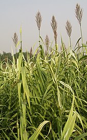 Canne de Provence (Arundo donax), sous-famille des Arundinoideae.