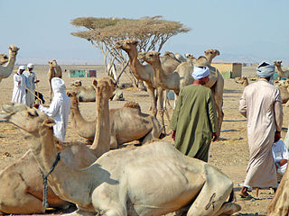 <span class="mw-page-title-main">Shalateen</span> Largest town in the Halaib Triangle