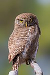 Asian barred owlet - Prasanna Mamidala.jpg