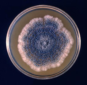 Aspergillus clavatus colony growing on petri dish Aspergillus clavatus petri dish.jpg