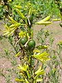 Asphodeline lutea