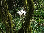 Abrótega (Asphodelus albus).