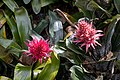 * Nomination Aechmea fasciata --Mike Peel 12:30, 8 March 2023 (UTC) * Decline  Oppose One oof the other one partially overexposed --Poco a poco 17:44, 8 March 2023 (UTC)