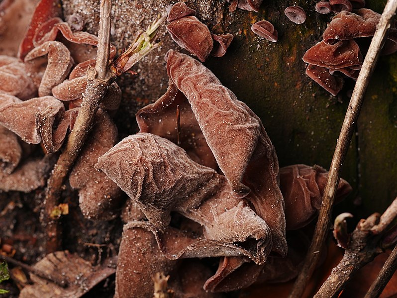 File:Auricularia auricula-judae 109278944.jpg