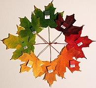 Seasonal leaf color change