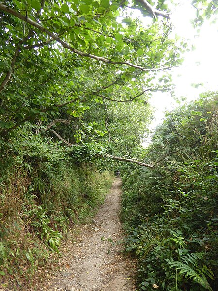 File:Avon Estuary Walk between Stadbury and South Efford - geograph.org.uk - 5856152.jpg