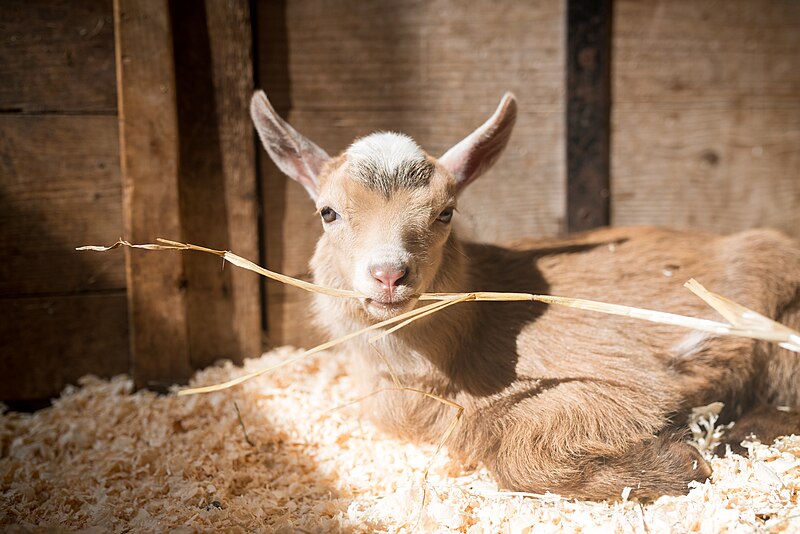 File:Baby Goat Holding Some Straw.jpg